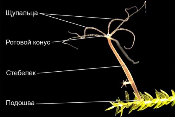 Ссылка кракен не работает