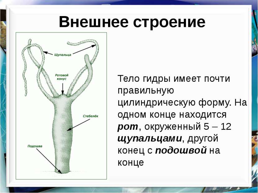 Актуальное зеркало на кракен